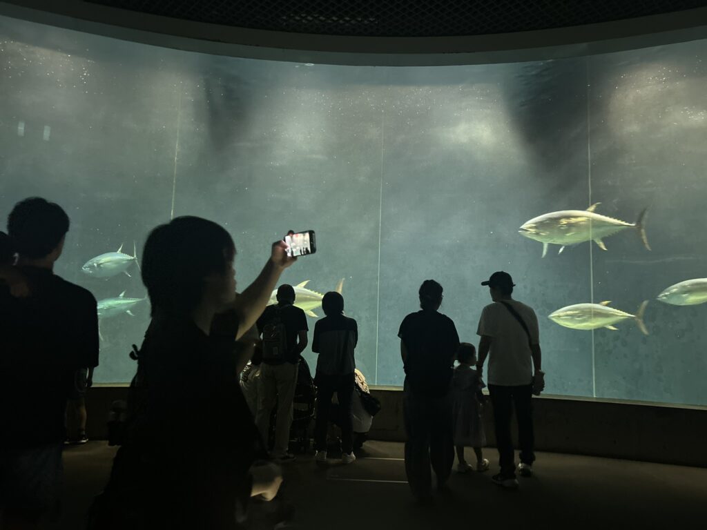 水族館のマグロ