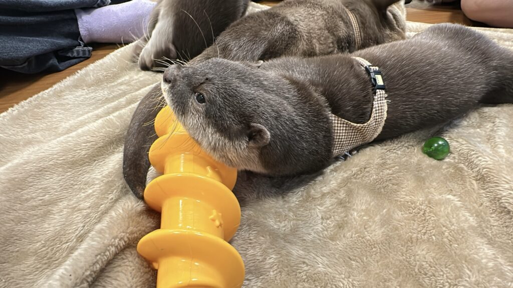 カワウソカフェのカワウソ