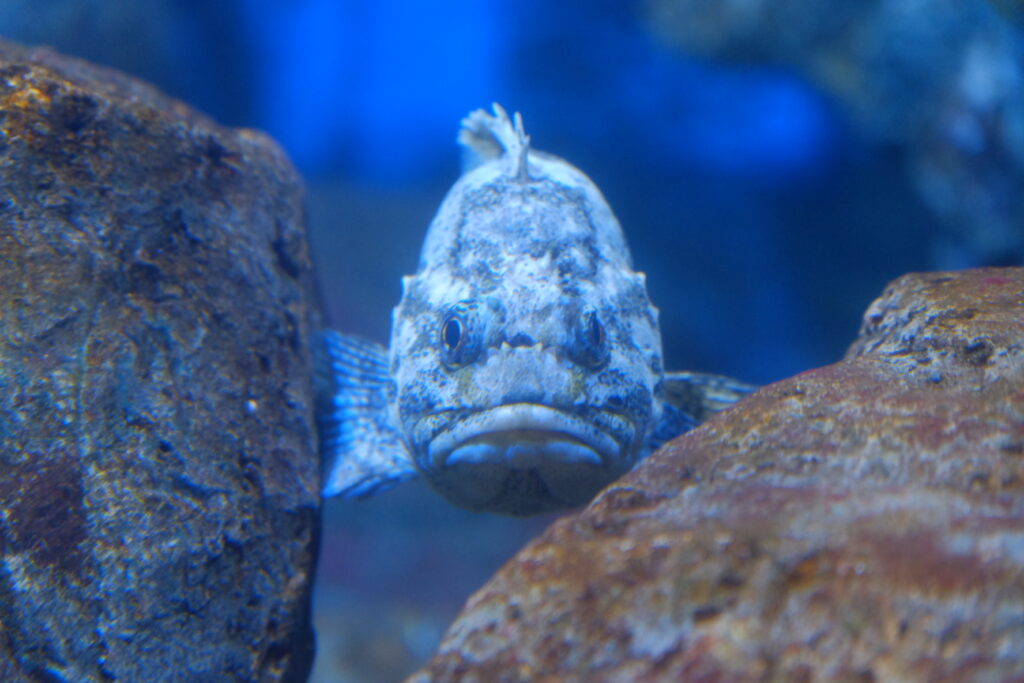 鴨川シーワールドの魚